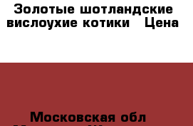 Золотые шотландские вислоухие котики › Цена ­ 1 - Московская обл., Москва г. Животные и растения » Кошки   